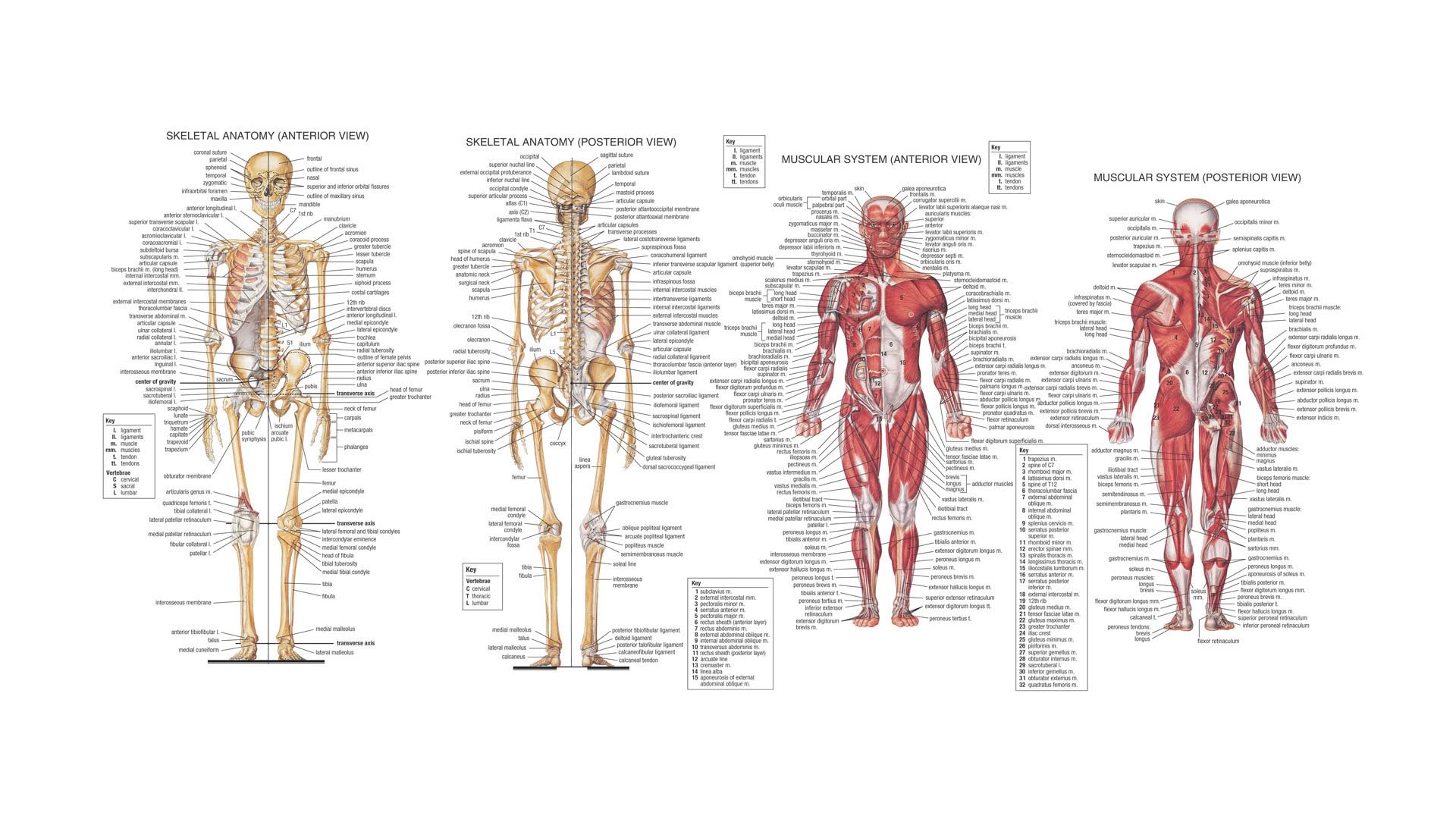 anatomy body